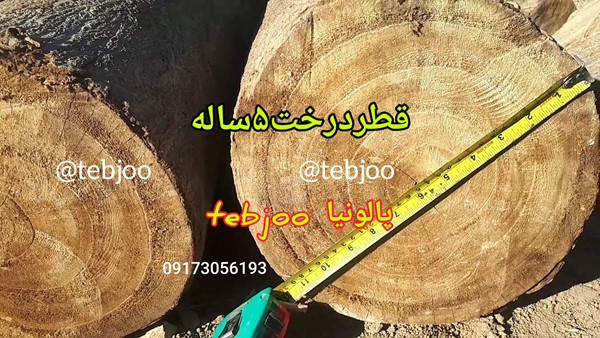 قطر درخت ۵ساله پالونیا شیراز چوب صنعتی نهال پائولونیا 